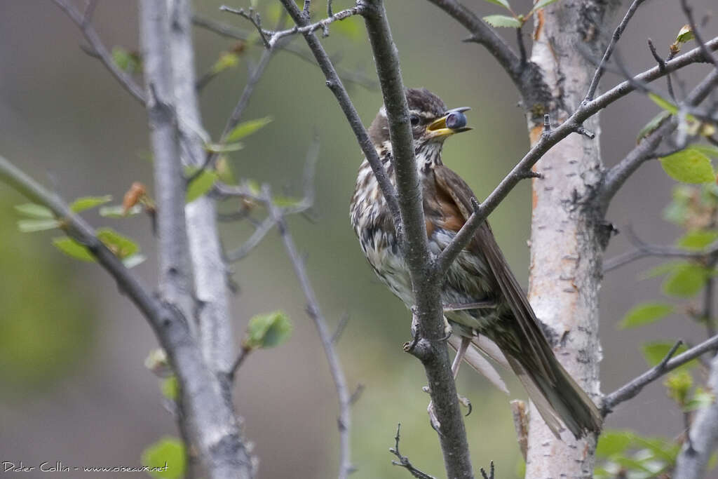 Redwing, feeding habits