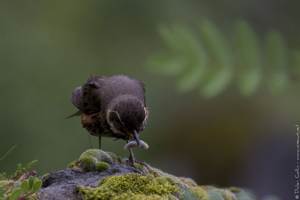 Grive mauvis, identification, régime