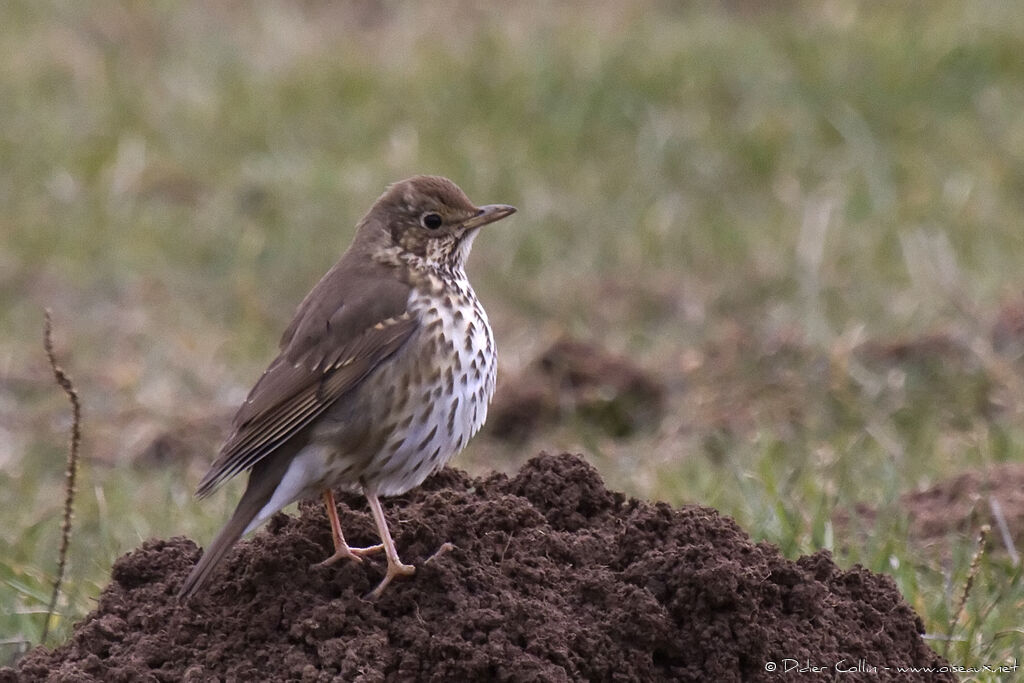 Song Thrush, identification