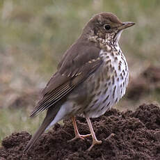 Song Thrush