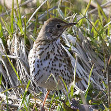 Song Thrush