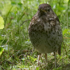 Song Thrush