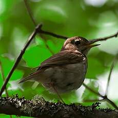 Hermit Thrush