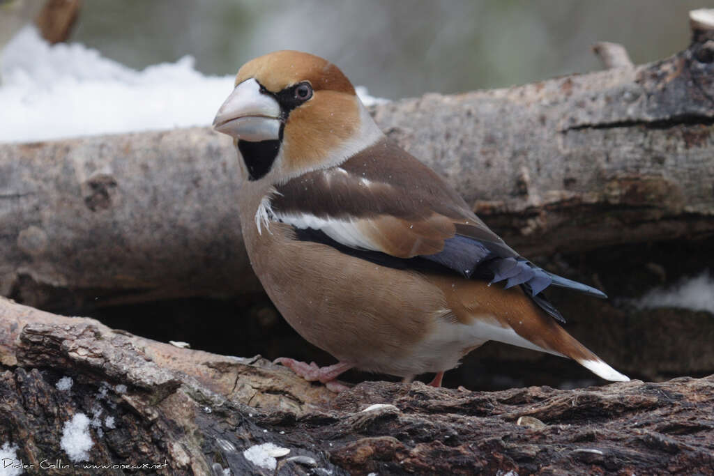 Hawfinch male adult, identification