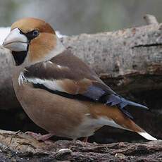 Hawfinch