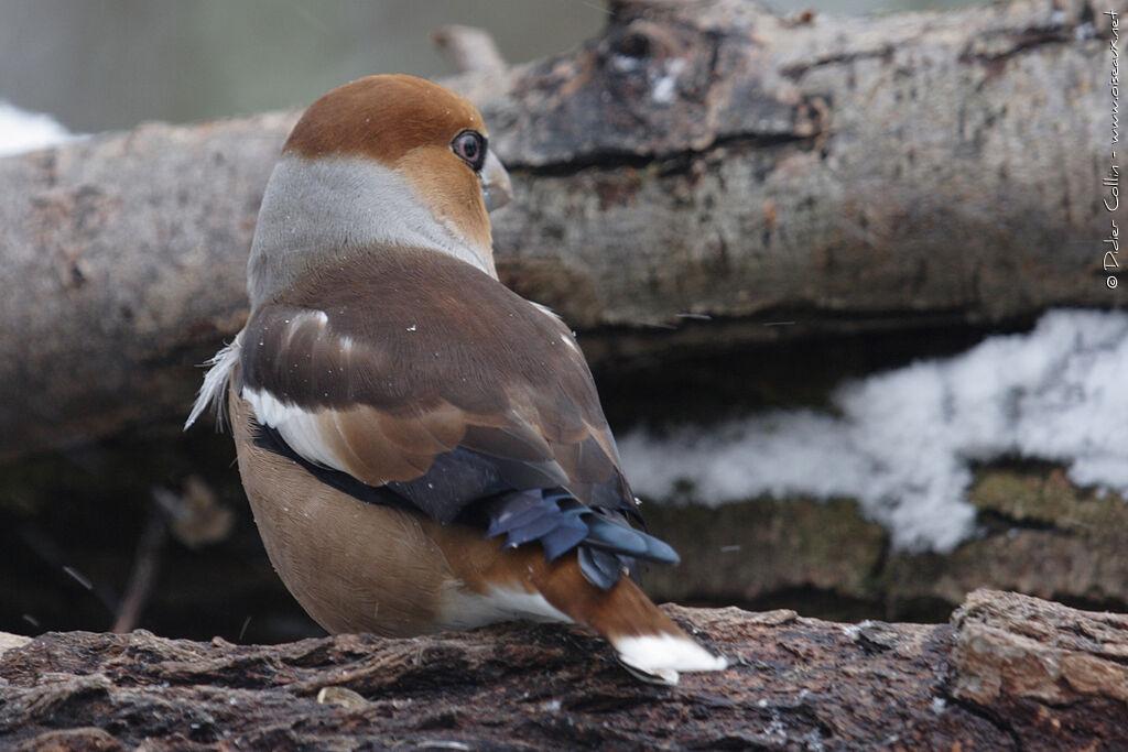 Hawfinch male adult