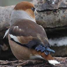 Hawfinch