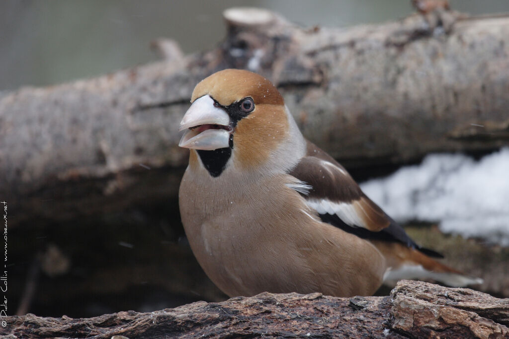 Hawfinch male adult