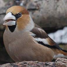 Hawfinch