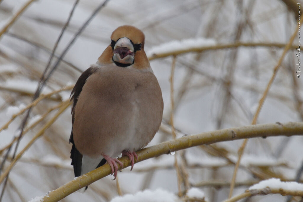 Hawfinch female adult