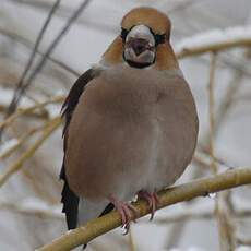 Hawfinch