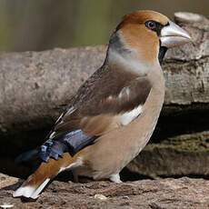 Hawfinch