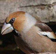 Hawfinch