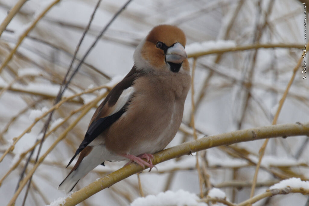 Hawfinch female adult