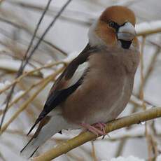 Hawfinch