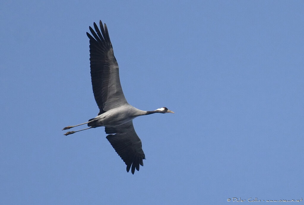 Common Crane