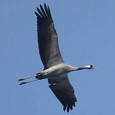 Common Crane