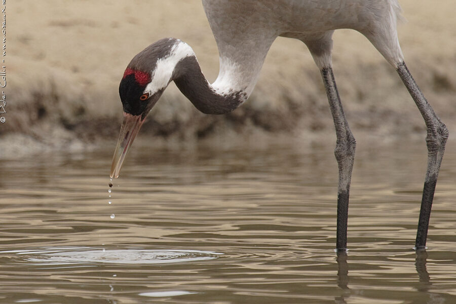 Common Crane