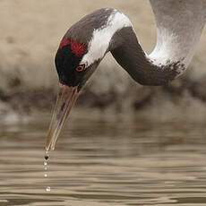 Common Crane