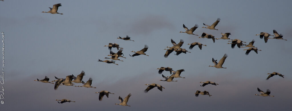 Common Crane