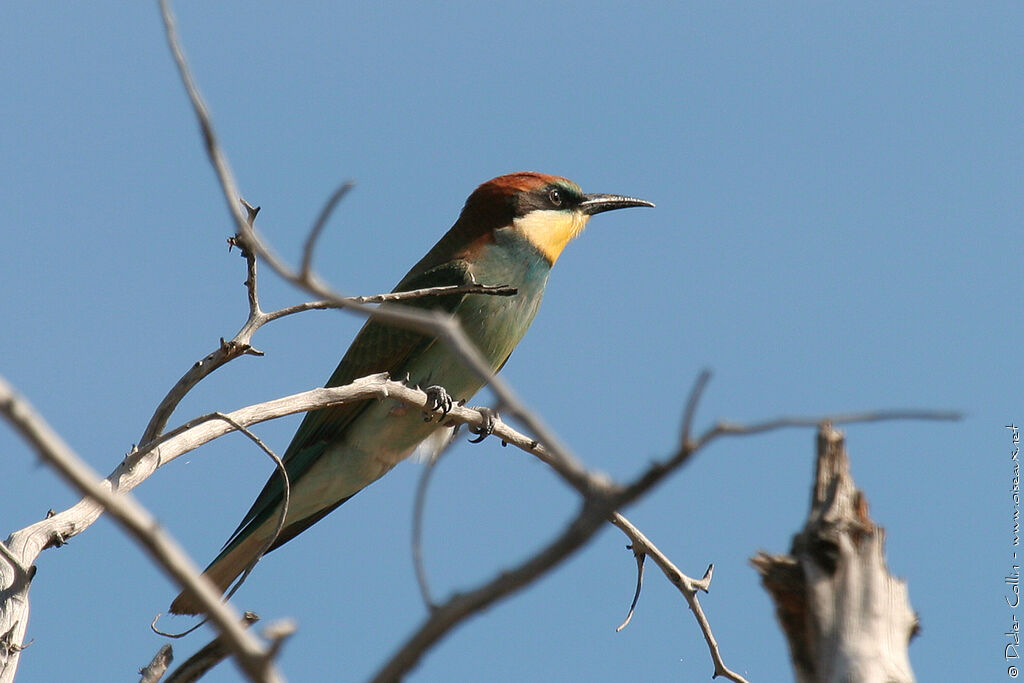 European Bee-eater