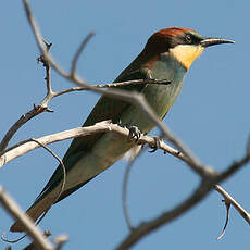 European Bee-eater