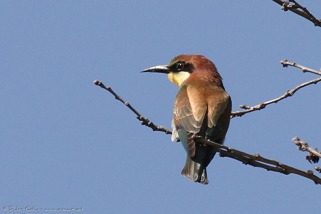 European Bee-eaterjuvenile