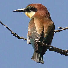 European Bee-eater