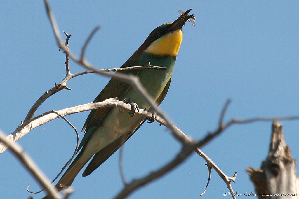 European Bee-eater, identification