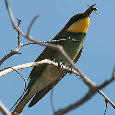 European Bee-eater