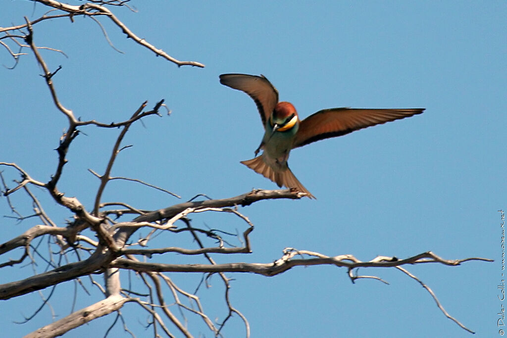 European Bee-eater