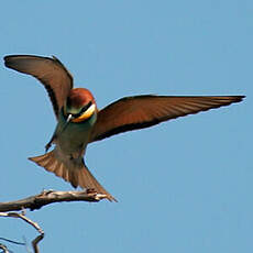 European Bee-eater