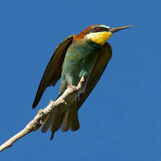 European Bee-eater