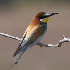 European Bee-eater