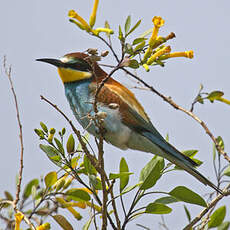 European Bee-eater