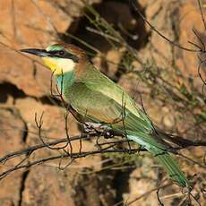 European Bee-eater