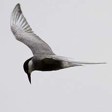 Whiskered Tern