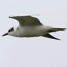 Whiskered Tern