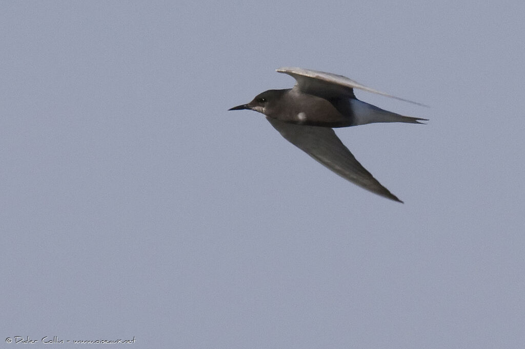 Guifette noireadulte nuptial, identification