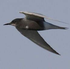 Black Tern