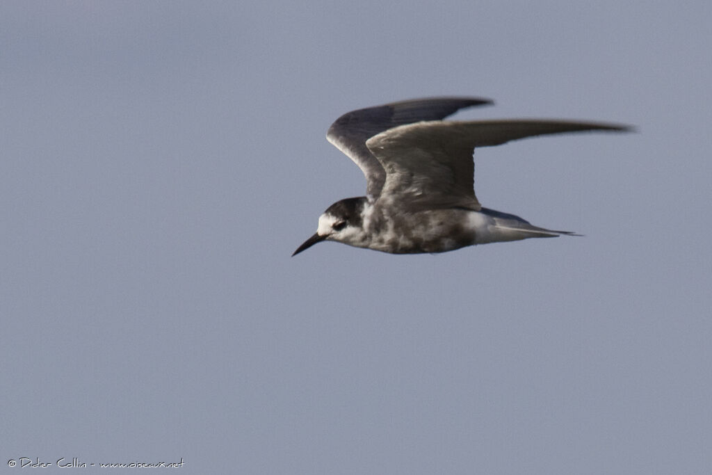 Black Ternadult breeding, Flight