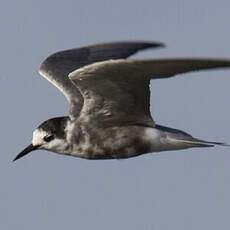 Black Tern