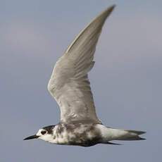 Black Tern