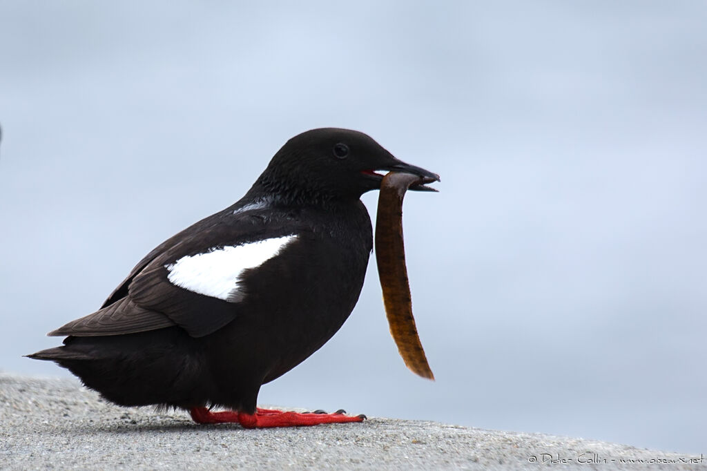 Guillemot à miroiradulte nuptial, régime