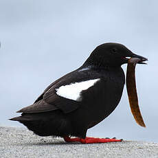 Guillemot à miroir