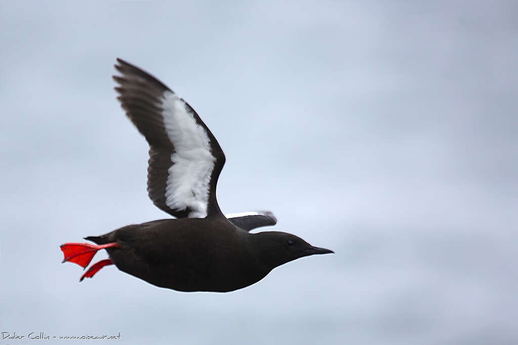 Guillemot à miroiradulte nuptial, pigmentation, Vol