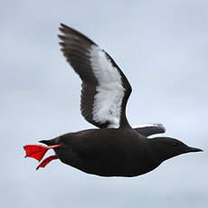 Guillemot à miroir