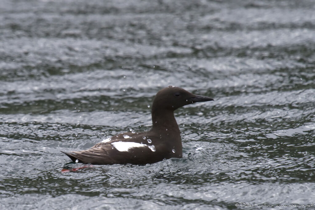 Guillemot à miroiradulte nuptial