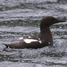 Guillemot à miroir