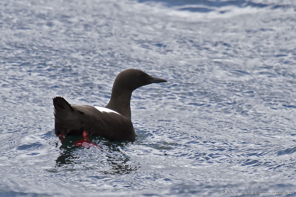 Guillemot à miroiradulte nuptial